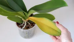 Prečo listy orchidey náhle zožltnú: 9 hlavných príčin a spôsoby riešenia problému
