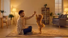 Prečo sa pes prestal hrať? 4 bežné príčiny a čo by mal majiteľ urobiť