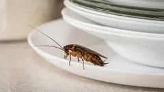 Toto robí 99 % ľudí: dôvod, prečo sa šváby objavia aj v čistom byte