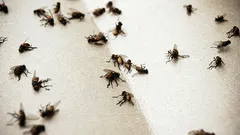 Komáre sa už vo vašom dome neusadia: pomôže vám lacný prostriedok s vínom