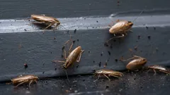 Čo urobiť ako prvé, keď uvidíte švába: 8 krokov, ktoré treba urobiť okamžite