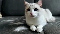 Bez vysávača a lepiaceho valčeka: šikovný trik, ako udržať nábytok bez mačacích chlpov.